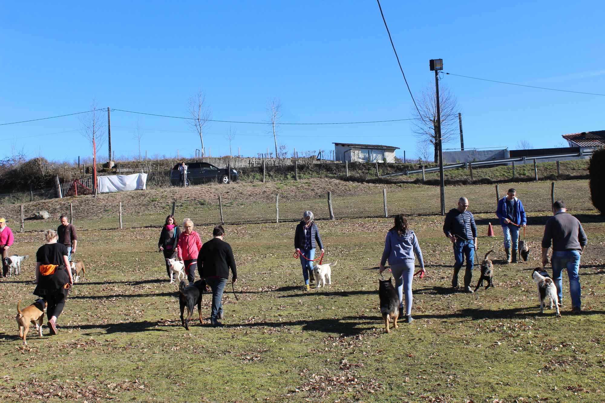 2 photo dressage des chiens